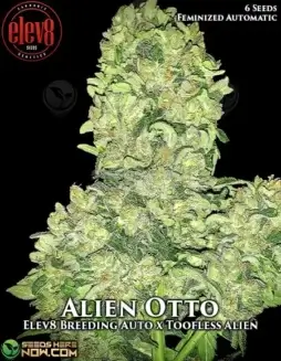 Alien Otto Autoflower Cannabis Seeds (space) THC 18(space)23%, Earthy and Citrus Aroma