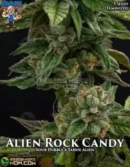 Alien Rock Candy S1 feminized cannabis seeds by Dr. Blaze, featuring Sour Dubble and Tahoe Alien genetics