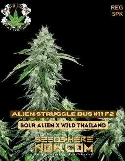 Image of Alien Struggle Bus #11 F2 cannabis seeds by Eazy Daze Cultivators, featuring earthy and citrus aroma with potent effects.