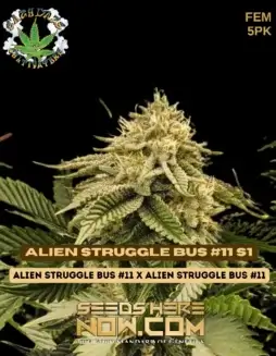 Alien Struggle Bus #11 S1 Feminized Seeds featuring earthy, pine, citrus, and diesel flavors