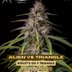 Alien Vs. Triangle (Autoflower) - Mephisto Genetics