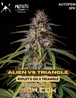 Alien Vs. Triangle cannabis seeds (space) high THC autoflower strain by Mephisto Genetics