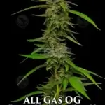 All Gas OG (Regular) - Humboldt Seed Company