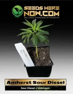 Amherst Sour Diesel Clones in soil pots, showcasing vibrant green leaves and robust growth