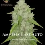 Amnesia Haze (Autoflower) - Automatically Delicious