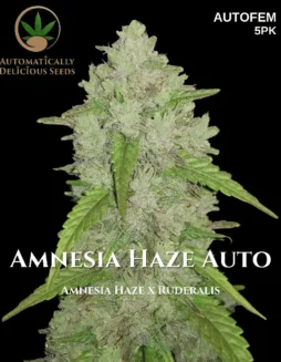 Amnesia Haze Auto Cannabis Seeds (space) Sativa Dominant, Citrus and Earthy Aroma