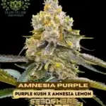 Amnesia Purple S1 (Feminized) - Elite Clone Seed Company
