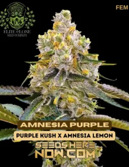 Close(space)up image of Amnesia Purple S1 cannabis buds showcasing vibrant purple hues and dense trichome coverage