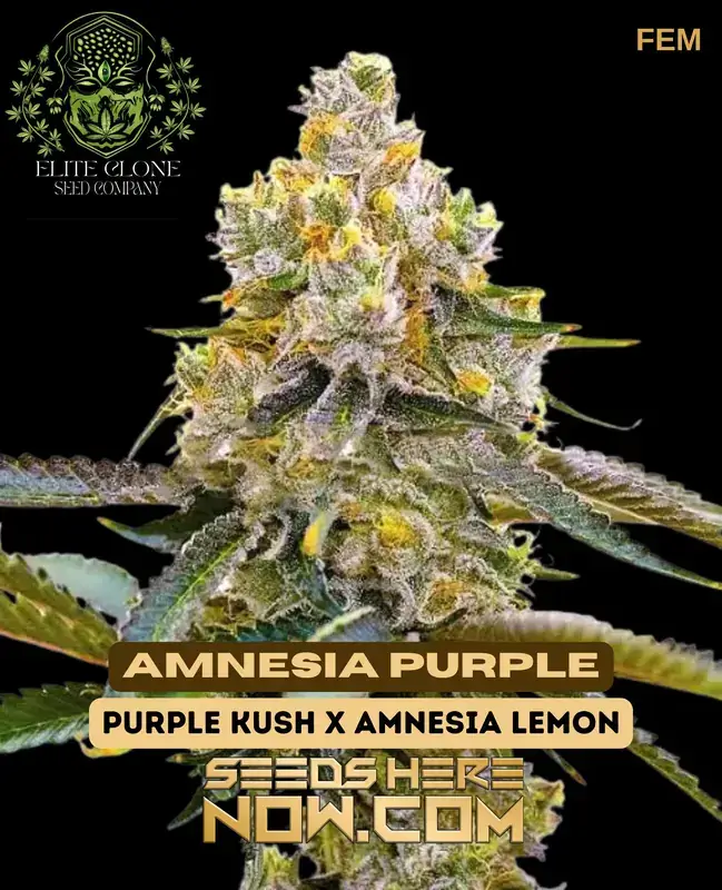 Close-up image of Amnesia Purple S1 cannabis buds showcasing vibrant purple hues and dense trichome coverage