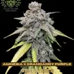 Amnesia x Grandaddy Purple (Feminized) - Elite Clone Seed Company