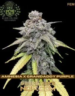 Amnesia x Grandaddy Purple cannabis seeds by Elite Clone Seed Company, featuring a balanced hybrid strain with citrus, berry, and floral notes.