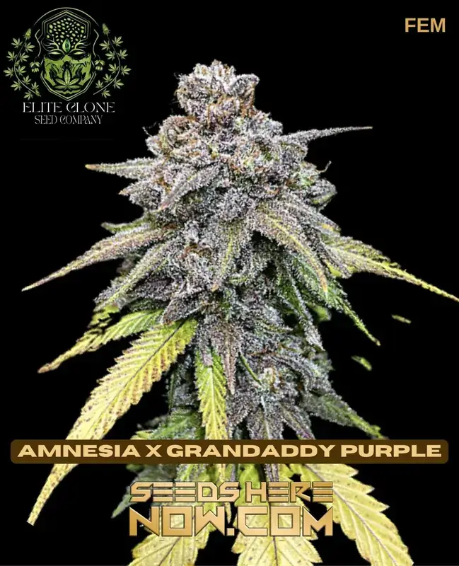 Amnesia x Grandaddy Purple cannabis seeds by Elite Clone Seed Company, featuring a balanced hybrid strain with citrus, berry, and floral notes.