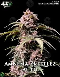 Amnesia Zkittlez Auto cannabis seeds by Fast Buds in packaging