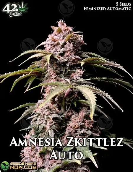 Amnesia Zkittlez Auto cannabis seeds by Fast Buds in packaging