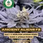 Ancient Aliens F2 (Regular) - Heart & Soil Seeds