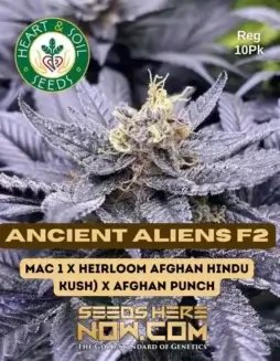 Pack of Ancient Aliens F2 Regular Seeds (space) MAC 1 x Heirloom Afghan Hindu Kush x Afghan Punch