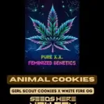 Animal Cookies S1 (Feminized) - Pure XX