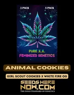 Animal Cookies S1 Feminized Seeds (space) Sweet, Earthy Aroma with THC 20(space)25%