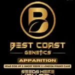 Apparition (Regular) - Best Coast Genetics