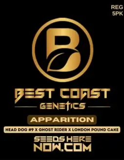 Apparition (Regular) (space) Best Coast GeneticsPack of Apparition Regular Seeds by Best Coast Genetics featuring hybrid strain with 20(space)25% THC