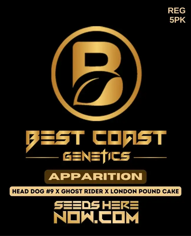 Pack of Apparition Regular Seeds by Best Coast Genetics featuring hybrid strain with 20-25% THC