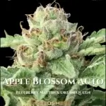Apple Blossom (Autoflower) - Humboldt Seed Company