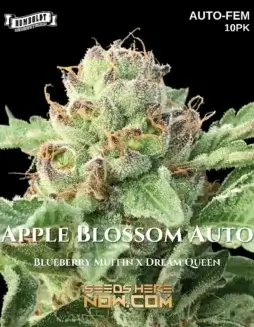 Apple Blossom Auto Autoflower Seeds (space) Sativa Dominant Hybrid