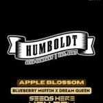 Apple Blossom (Regular) - Humboldt Seed Company