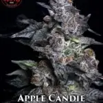Apple Candie (Feminized) - Elev8 Seeds