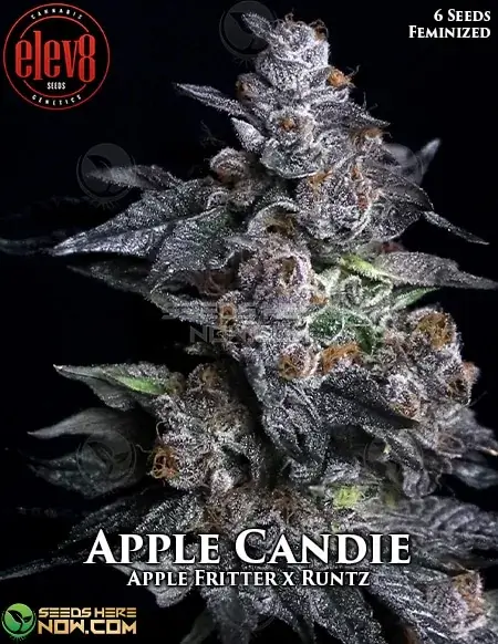 Apple Candie Feminized Seeds - Hybrid strain with Apple Fritter and Runtz lineage