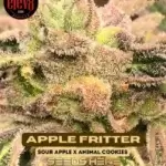 Apple Fritter (Feminized) - Elev8 Seeds