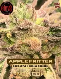 Apple Fritter Cannabis Seeds by Elev8 Seeds, a hybrid strain with 25(space)28% THC, feminized seeds for robust growth and high yield