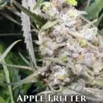 Apple Fritter S1 (Feminized) - Dr. Blaze