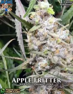 Apple Fritter S1 Feminized Seeds (space) Sweet Apple and Cinnamon Flavor