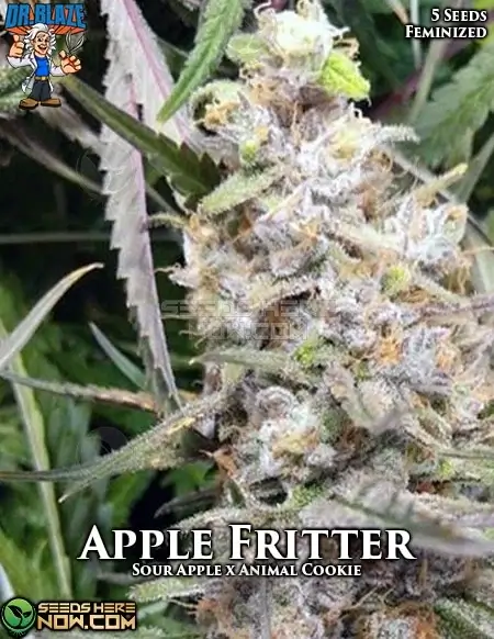 Apple Fritter S1 Feminized Seeds - Sweet Apple and Cinnamon Flavor