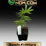 Apple Fritters Clones - ACC