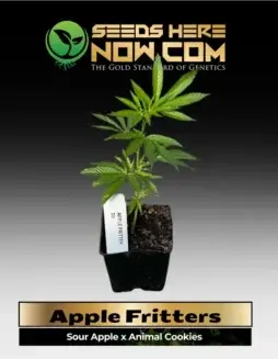 Apple Fritters Clones in soil pot