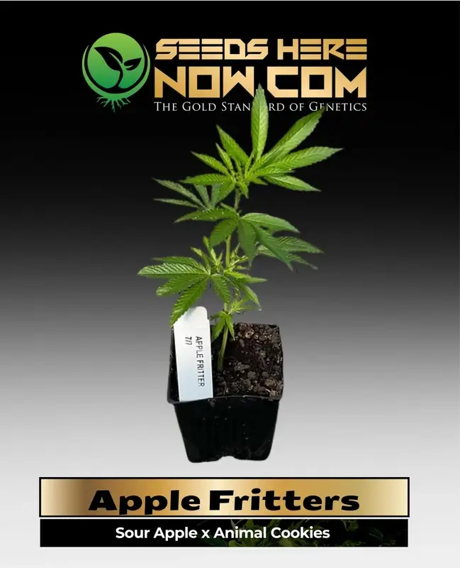 Apple Fritters Clones in soil pot