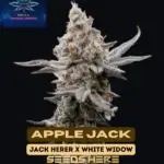 Apple Jack S1 (Feminized) - Pure XX