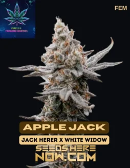 Apple Jack S1 Feminized Cannabis Seeds by Pure XX featuring Jack Herer and White Widow lineage