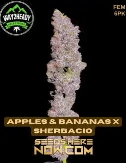 Apples & Bananas x Sherbacio feminized seeds, 25(space)28% THC, hybrid strain by Way2heady Selections