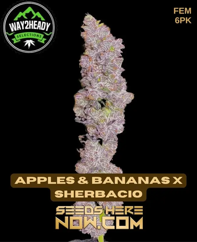 Apples & Bananas x Sherbacio feminized seeds, 25-28% THC, hybrid strain by Way2heady Selections