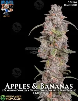 Apples and Bananas S1 Feminized Seeds (space) High THC Hybrid Strain