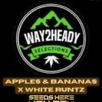 Apples & Bananas x White Runtz (Feminized) - Way2heady Selections