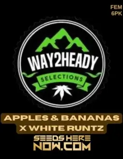 Feminized Apples & Bananas x White Runtz Cannabis Seeds (space) High THC, Hybrid