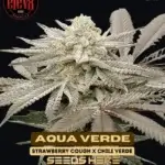 Aqua Verde (Feminized) - Elev8 Seeds