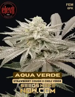 Aqua Verde Feminized Seeds (space) Sativa Dominant, Strawberry Cough x Chili Verde Hybrid