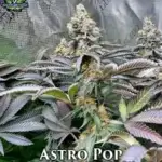 Astro Pop (Feminized) - Exotic Genetix