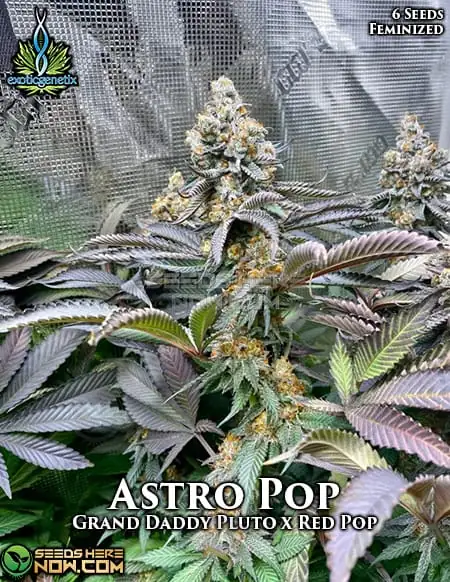 Astro Pop Feminized Seeds - Exotic Genetix - Hybrid Strain with Citrus and Berry Flavors