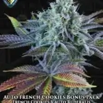 Auto French Cookies Bonus Pack (Autoflower) - T.H. Seeds